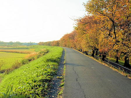 夕映えにひときわ明るし紅葉道