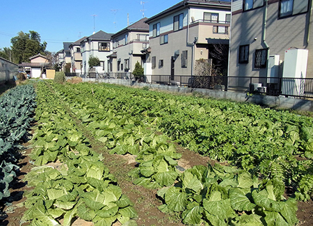 吾子のごと抱きて帰る大白菜