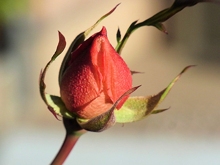 冬薔薇の蕾夕陽に照り映えて