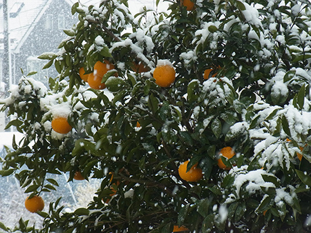 窓からの幻想世界牡丹雪