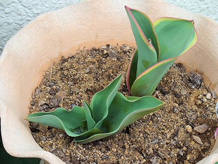チューリップの芽のとびとびに角のごと