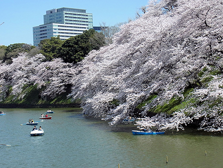 千鳥ヶ淵ボートを隠す花の雲