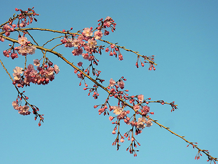 暮れ残る空に枝垂るる夕桜