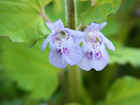 皐月晴れ野草愛でつつウォーキング
