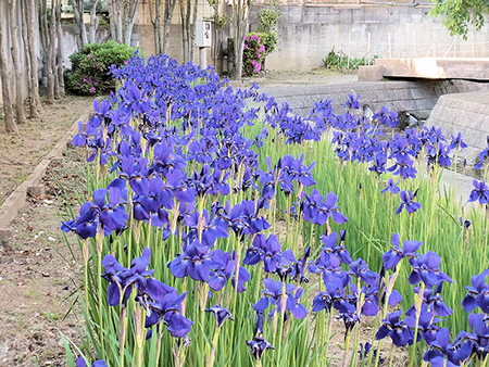水音と菖蒲田つづく遊歩道