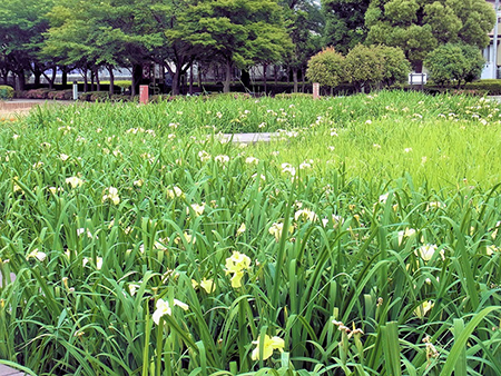 黄あやめの原となりたり祭あと
