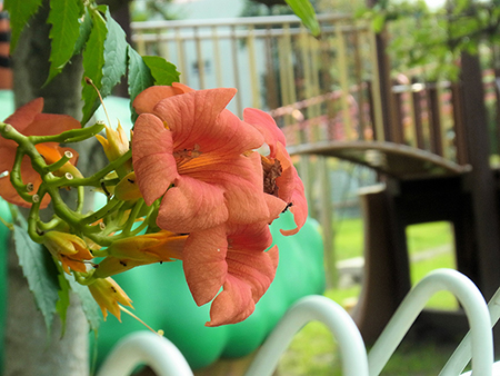 落ちるにも一途なりけり凌霄花