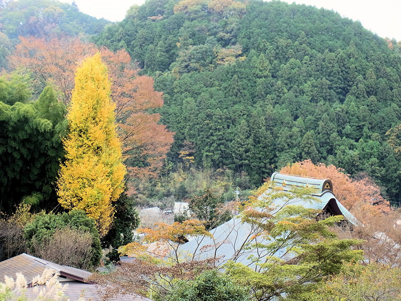 晩秋の山を登りて墓参かな