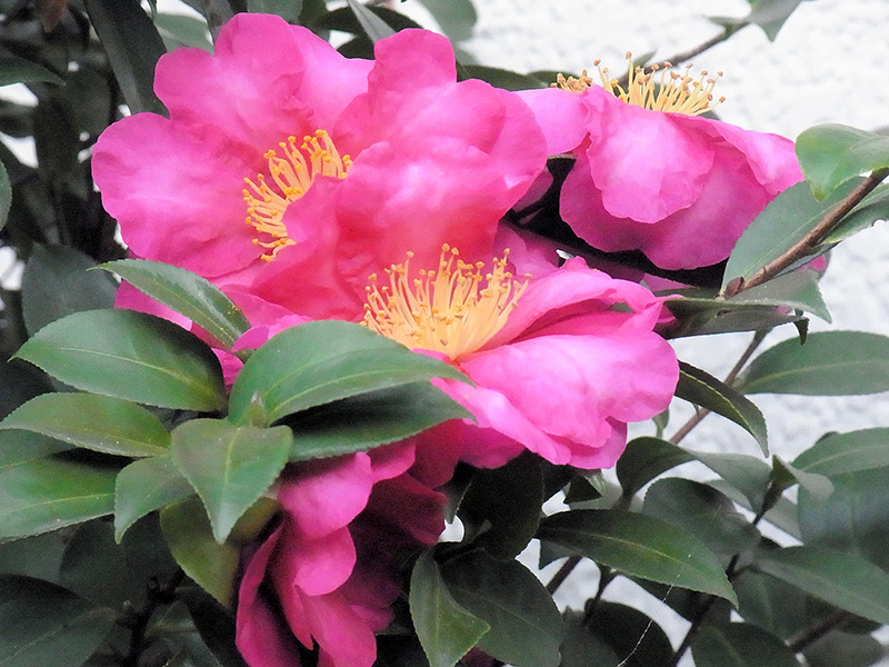 山茶花や心をほぐす色に咲く