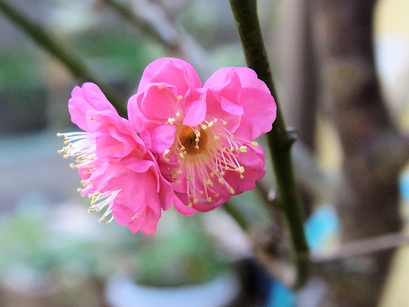 咲き初めの紅梅蕊を輝やかす
