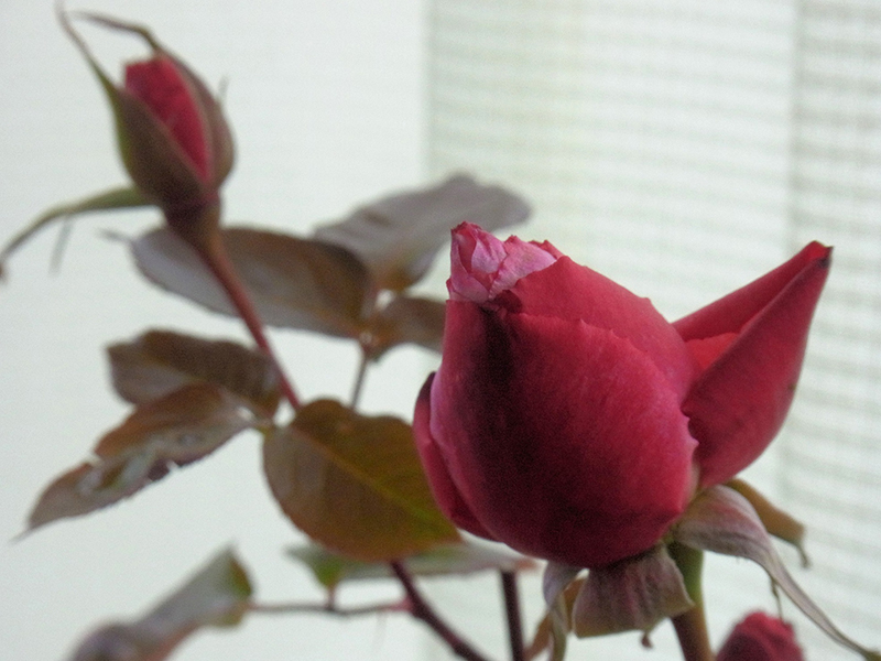 朝の地震(なゐ)身を震はせる冬の薔薇
