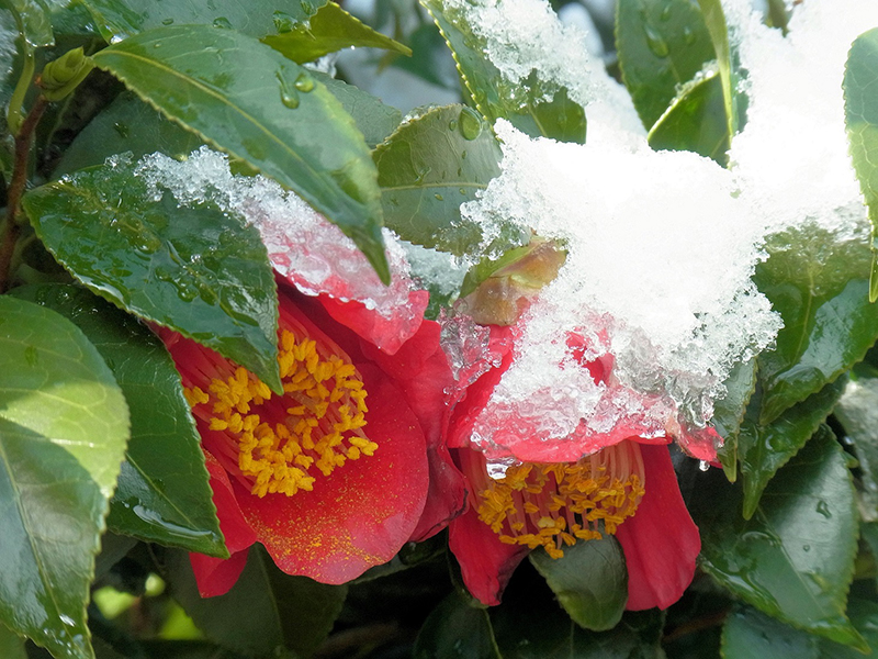 雪被り重し重しと紅椿