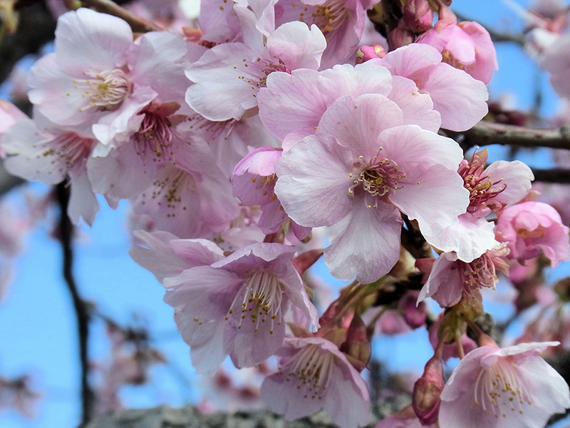 名にし負ふ桜花咲く役所かな