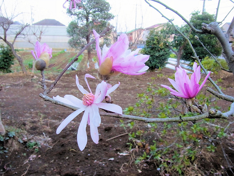 一雨にほぐれゆくなり姫辛夷