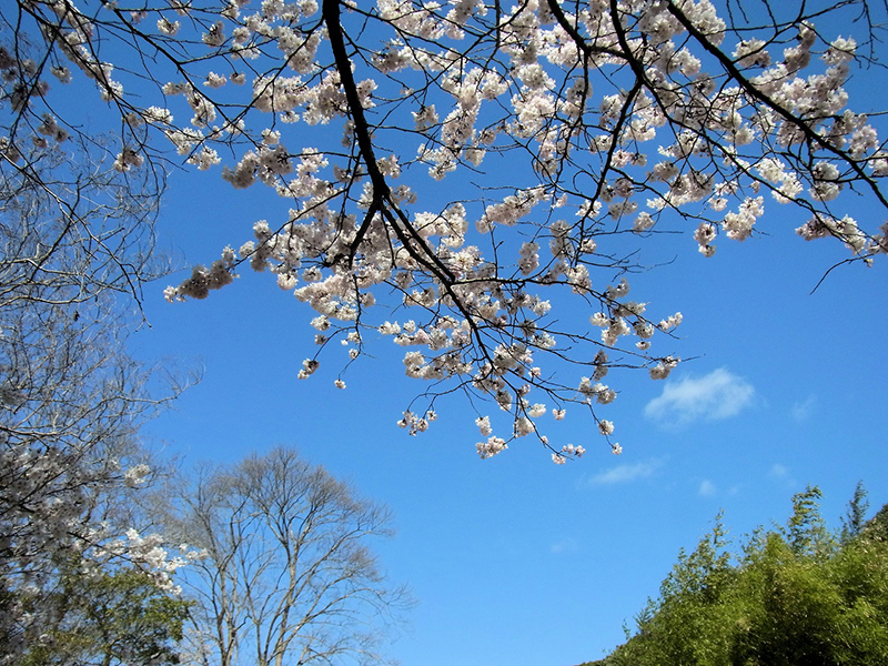 朝桜はんなり染める古都の空