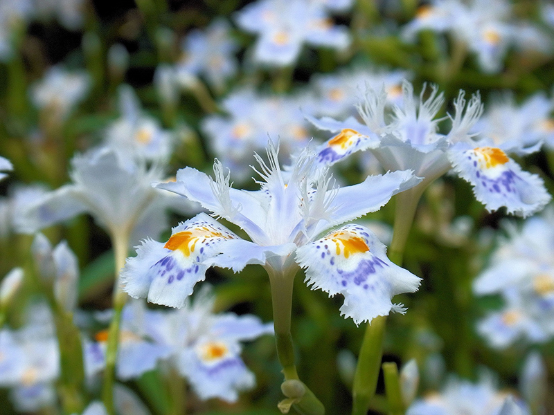 風の日は色ちりぢりに著莪の花