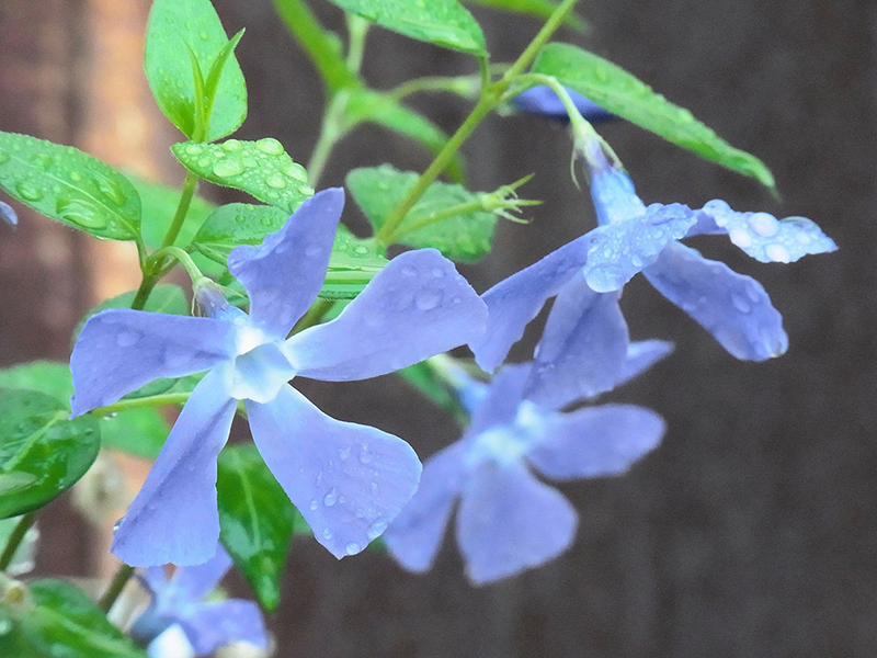雨しとど静かな朝のつるききょう