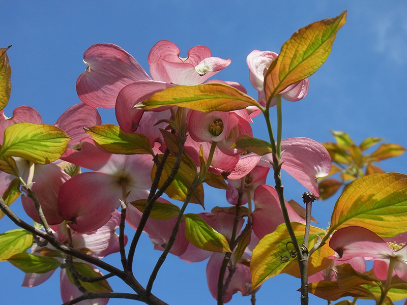 青空や歌の出てくる花水木