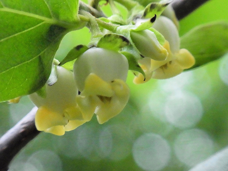 遠き日のままごと遊び柿の花