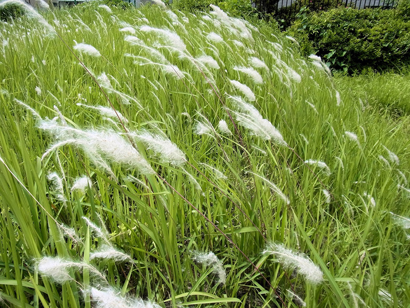 夕散歩茅花流しの中を行く