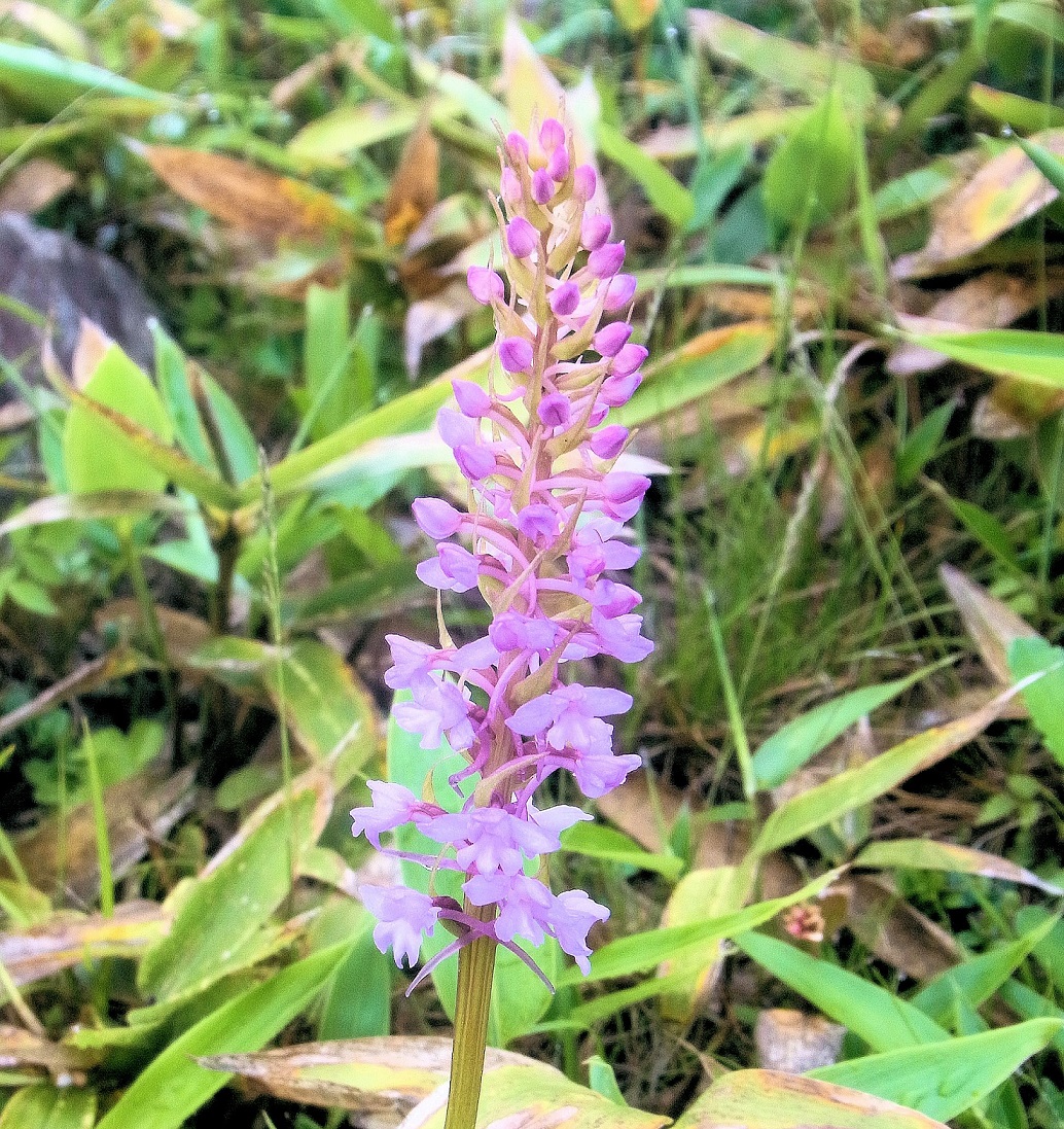 小さき花飛びたそうなり千鳥草