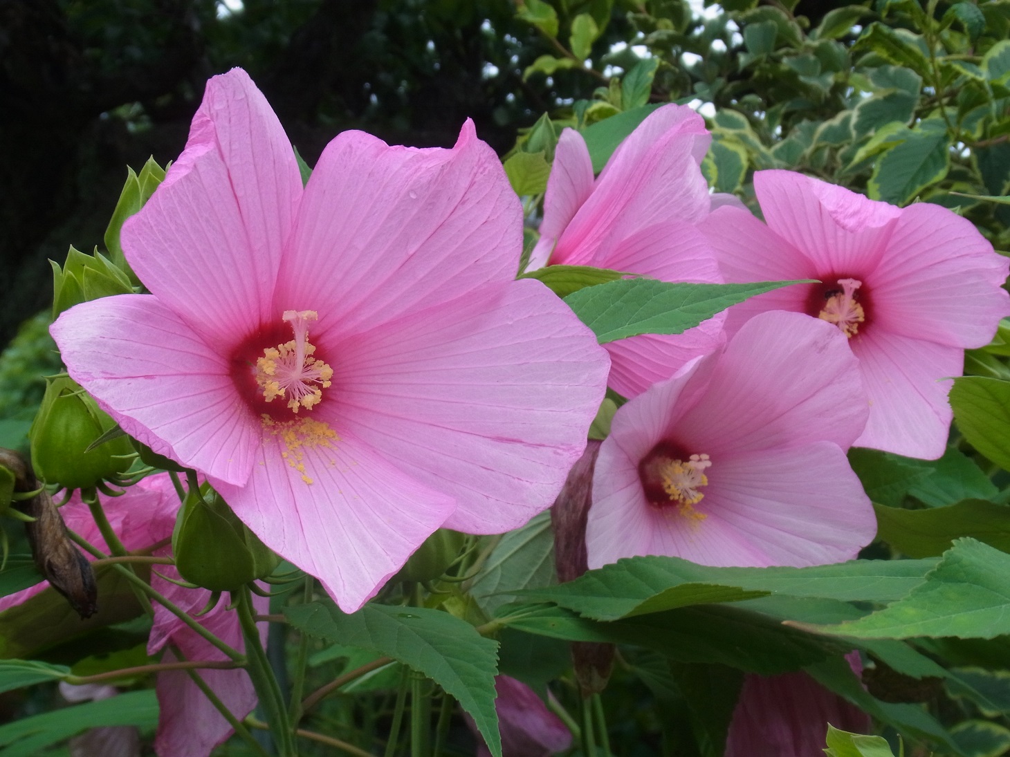 曇天を恨むがごとし花芙蓉