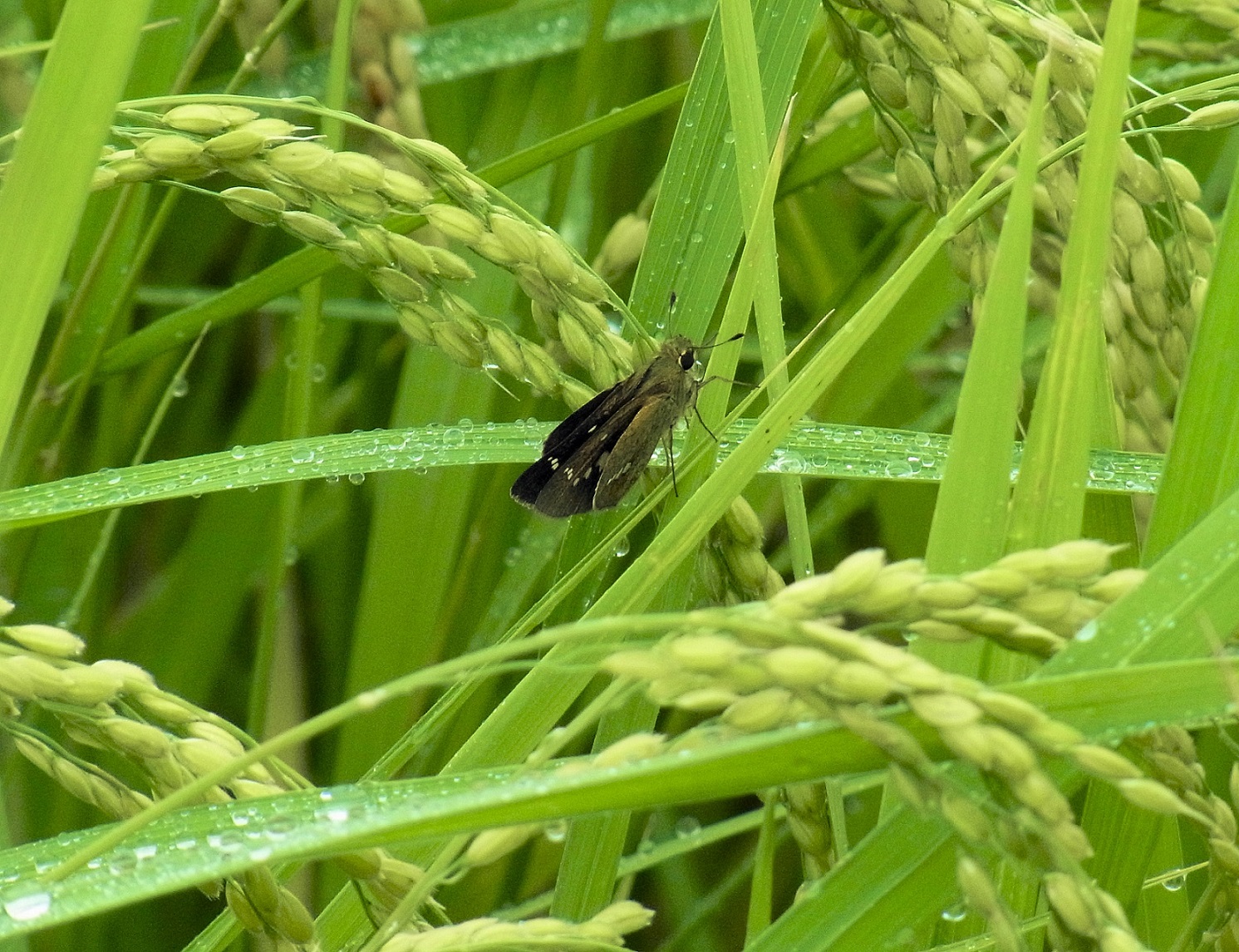 雨止んで稲穂に安らぐセセリチョウ