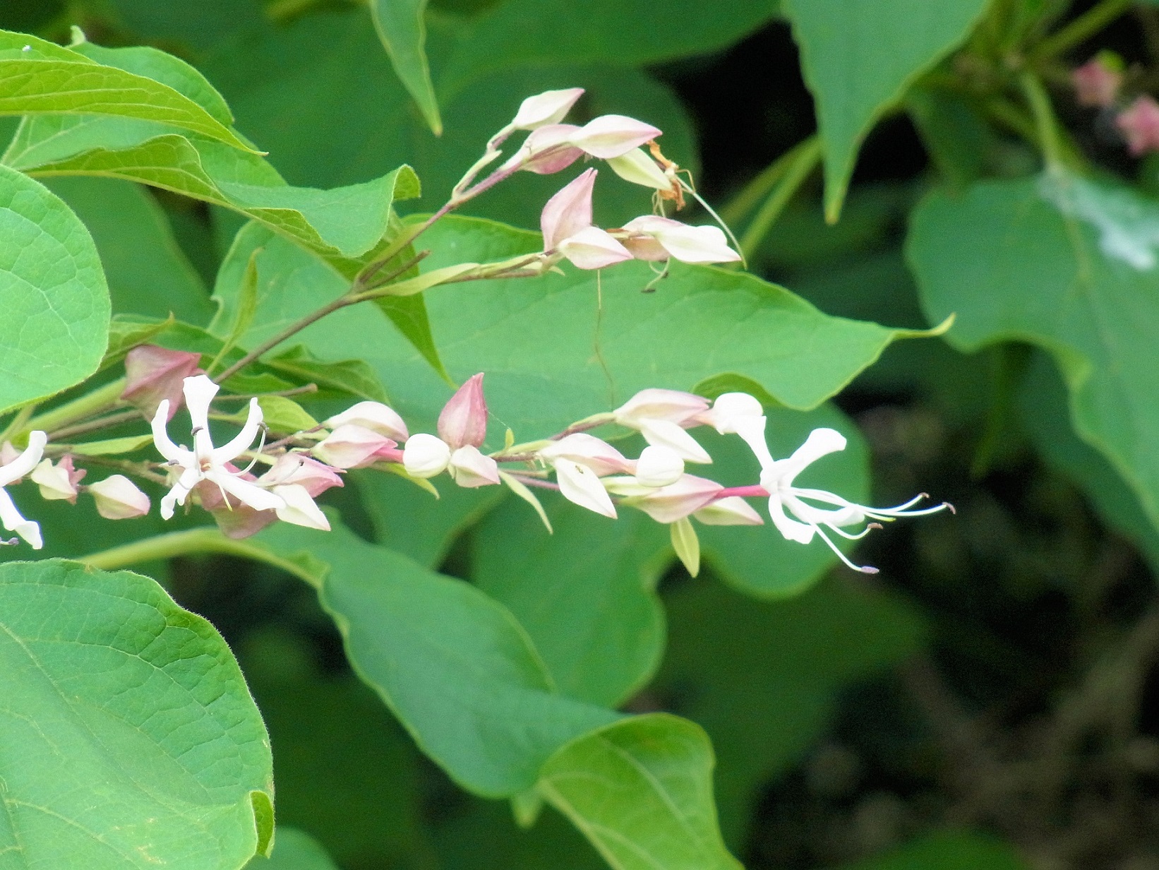 行き過ぎて香に振り返る花常山木